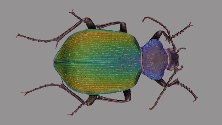 Calosoma sycophanta 3D Model