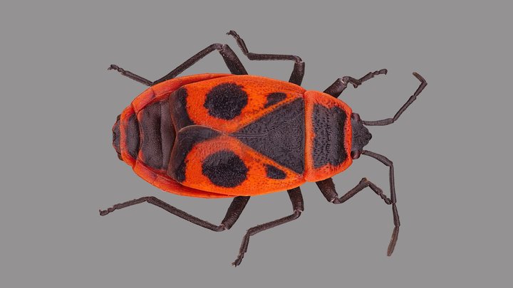 Pyrrhocoris apterus 3D Model