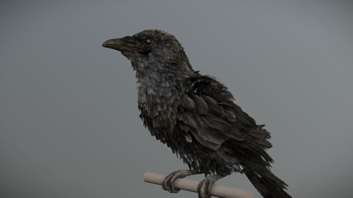 American Crow 3D Model