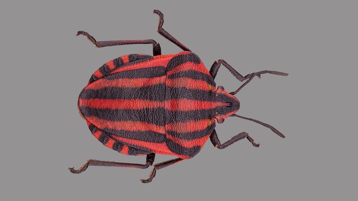 Graphosoma italicum 3D Model